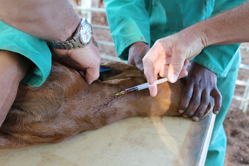 veternarian treating animal