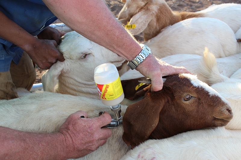 goat treated by veternarian