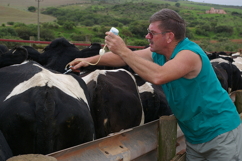 treatment of dairy cattle