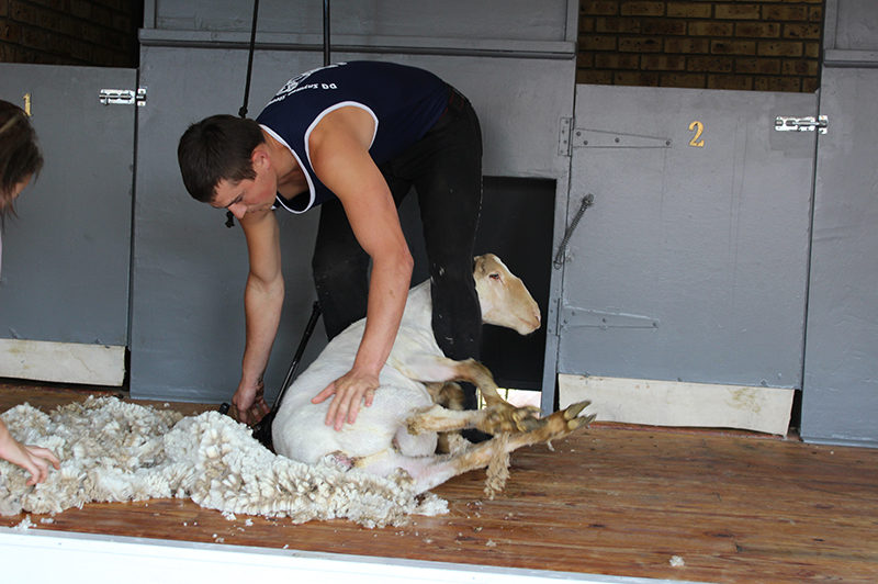 sheep shearing