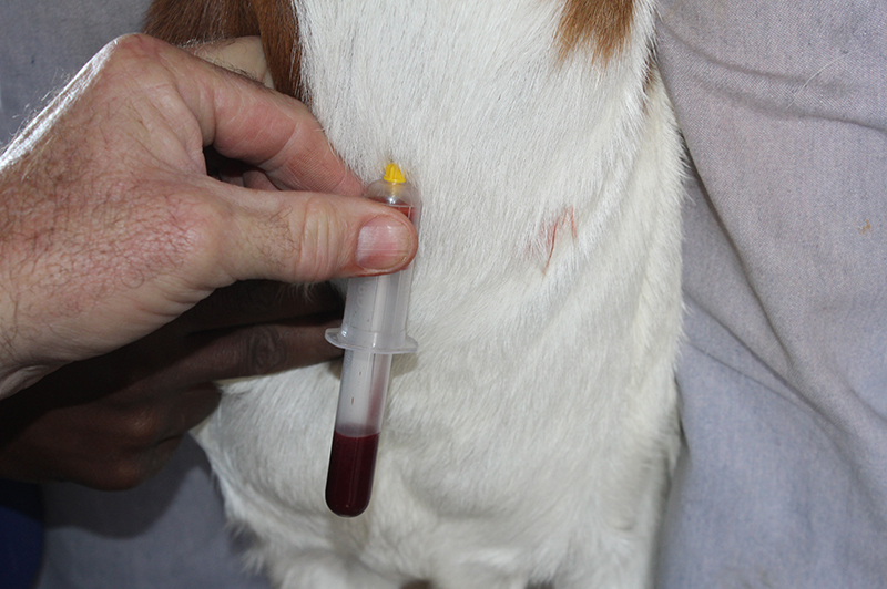 blood of goat is extracted as part of a series of tests to detect possible disease