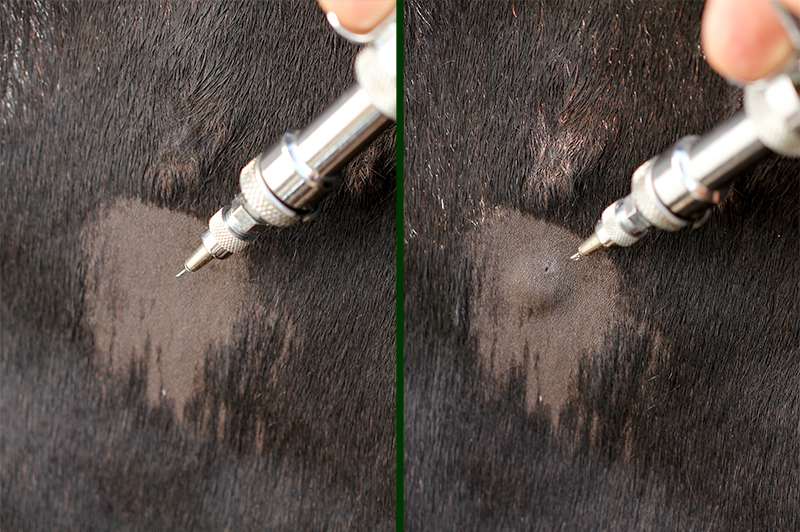 cow is tested for tuberculosis