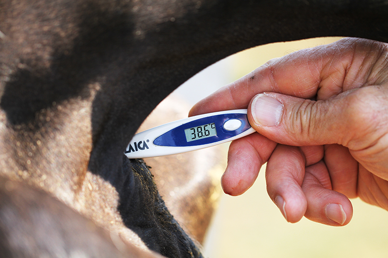 cow undergoes testing to detect if it has any diseases