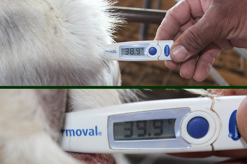 goat's temperature is being tested to determine if it is healthy or ill