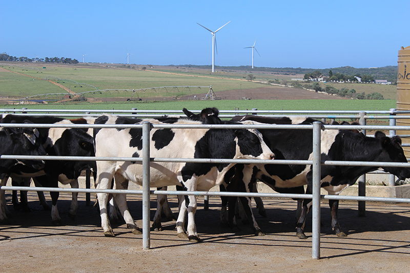 dairy heifers