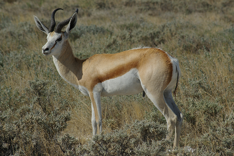 sprinbok